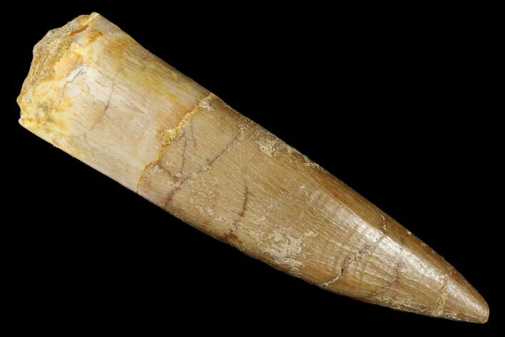 Fossil Plesiosaur (Zarafasaura) Tooth - Morocco #176906